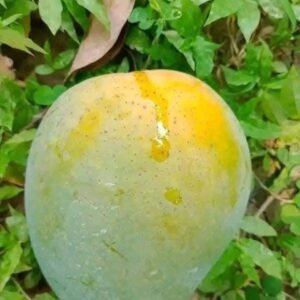 গোবিন্দভোগ আম ১০ কেজি